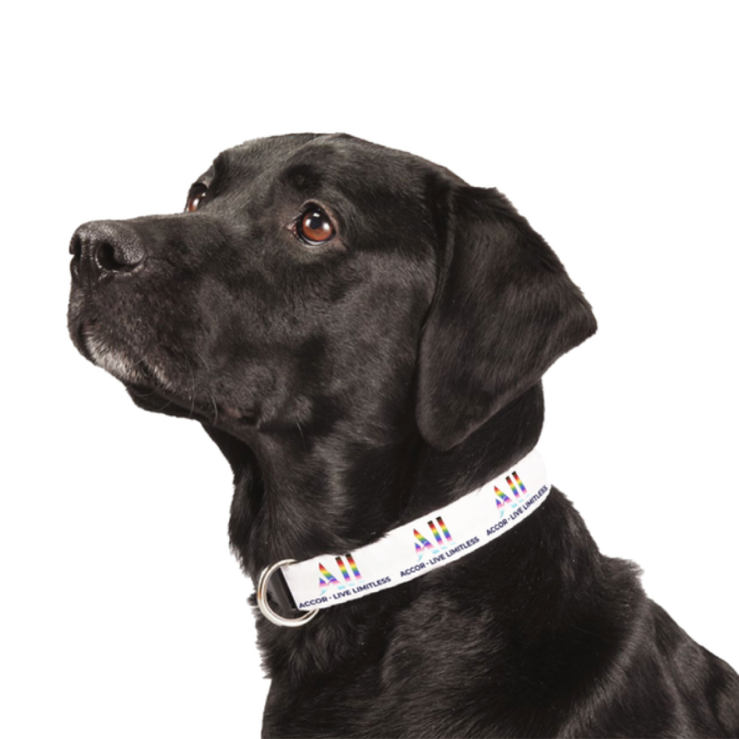 Adjustable Pet Collar